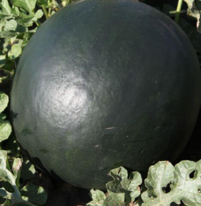 watermelon Black star F1