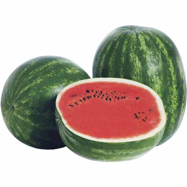 watermelon Maximus F1