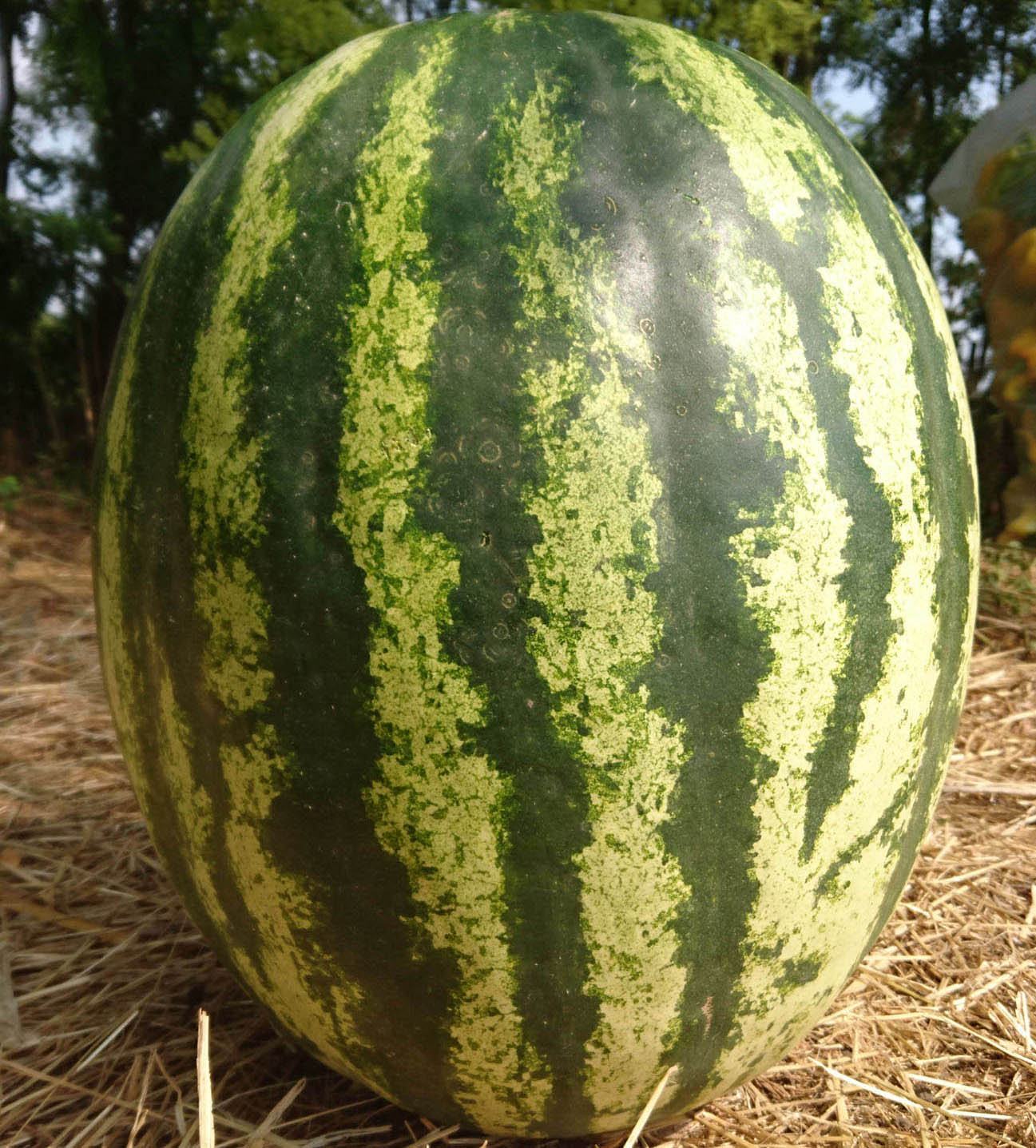 watermelon AU-Produser